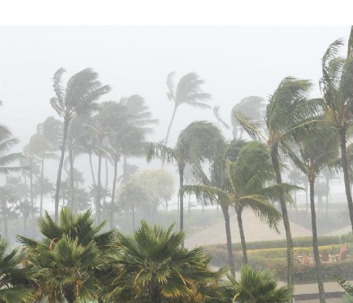 palm trees swaying in strong wind, heavy rain