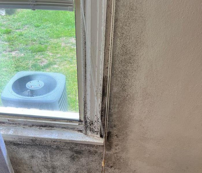 Mold growing in Riverview home called in for assessment 